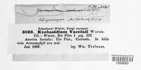 Exobasidium vaccinii image